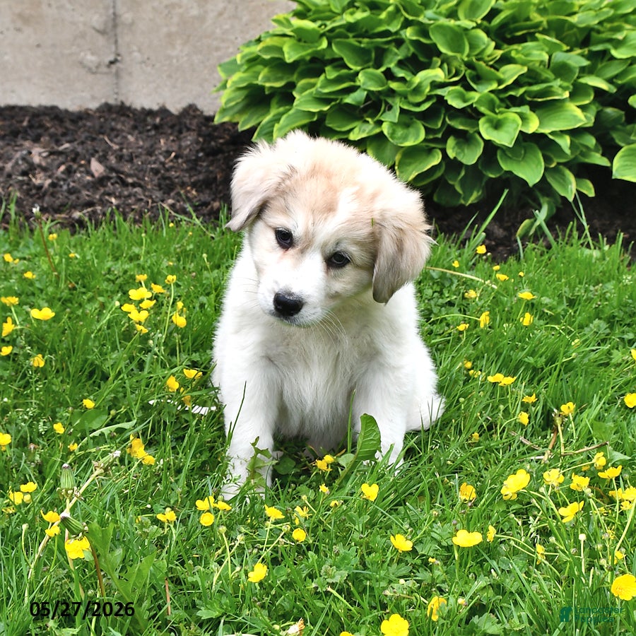 Mixed Breed dogs Finn - Ad 2