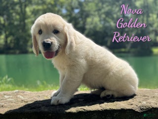 Golden Retriever dogs - Ad 20