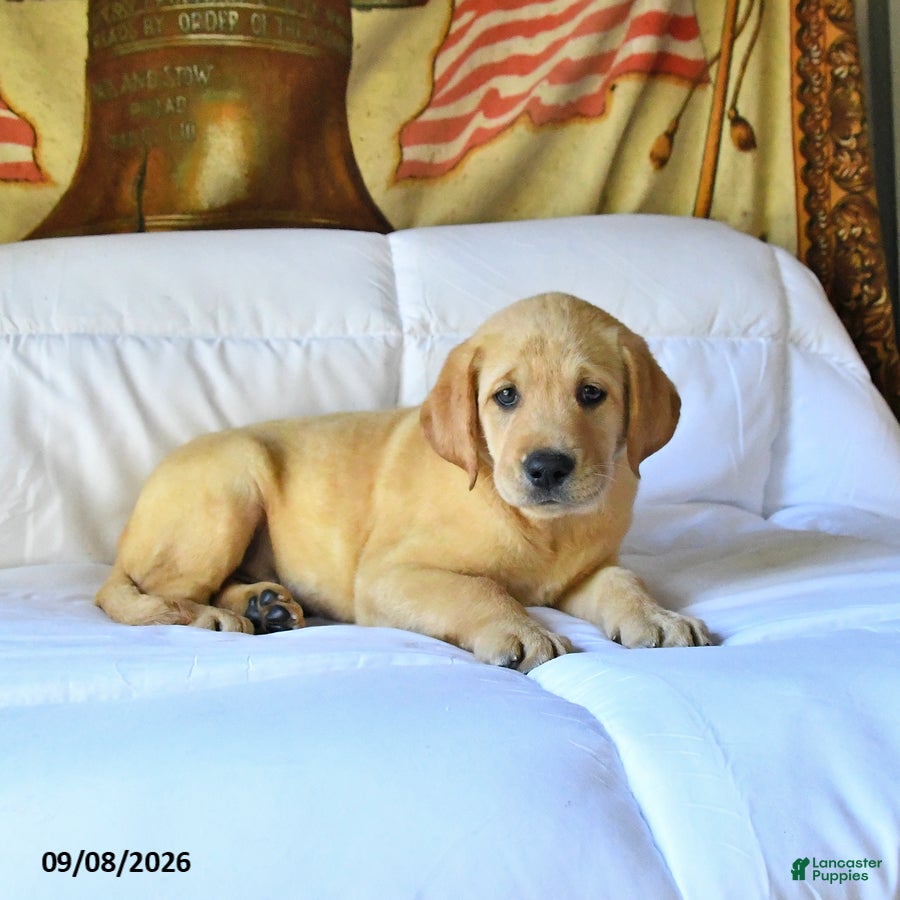 Labrador Retriever dogs Rusty - Ad 2