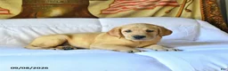 Labrador Retriever dogs for sale: Rusty - Ad 2