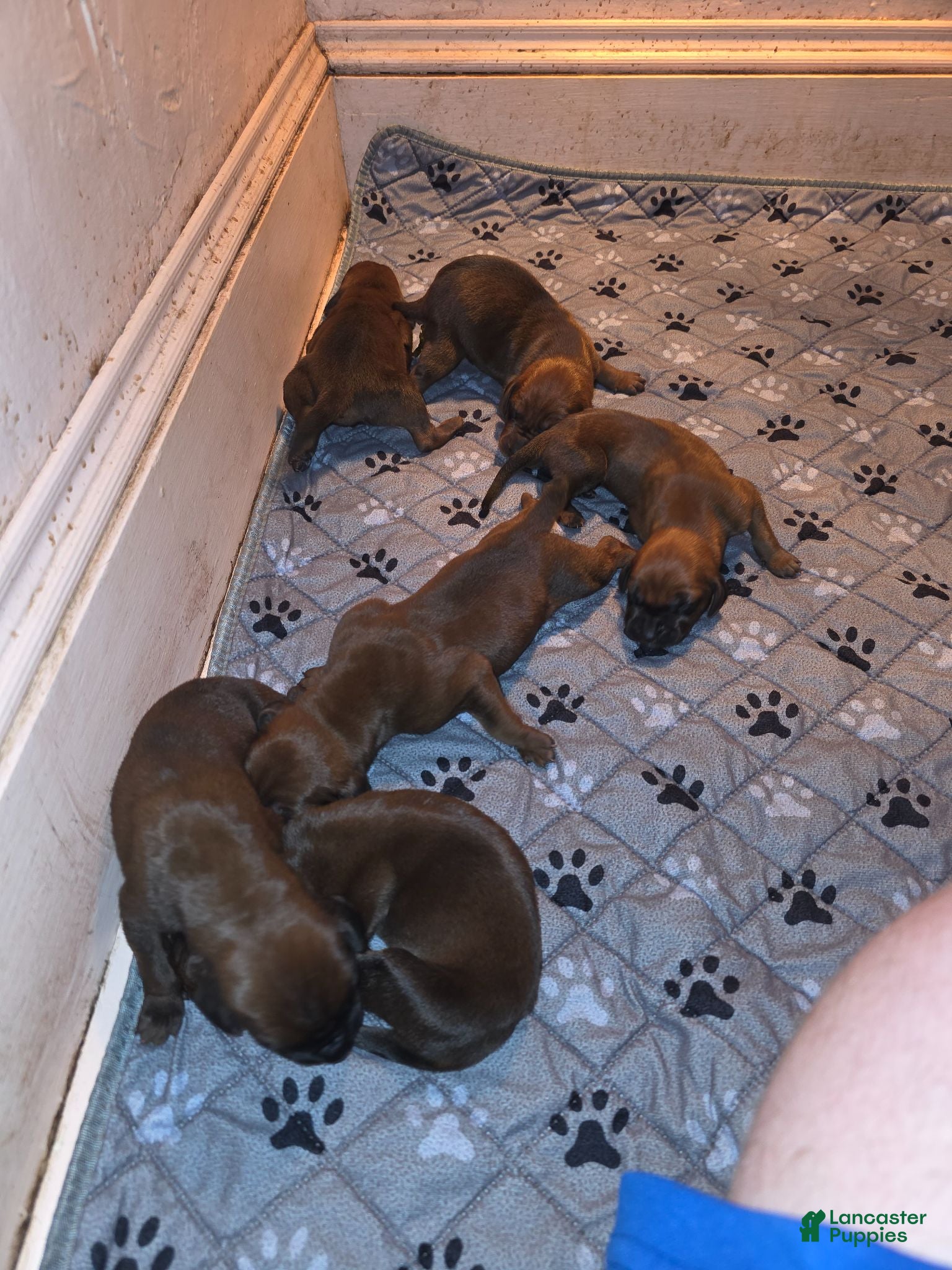 Redbone Coonhound dogs Redbone Coonhound 11 - Ad 9