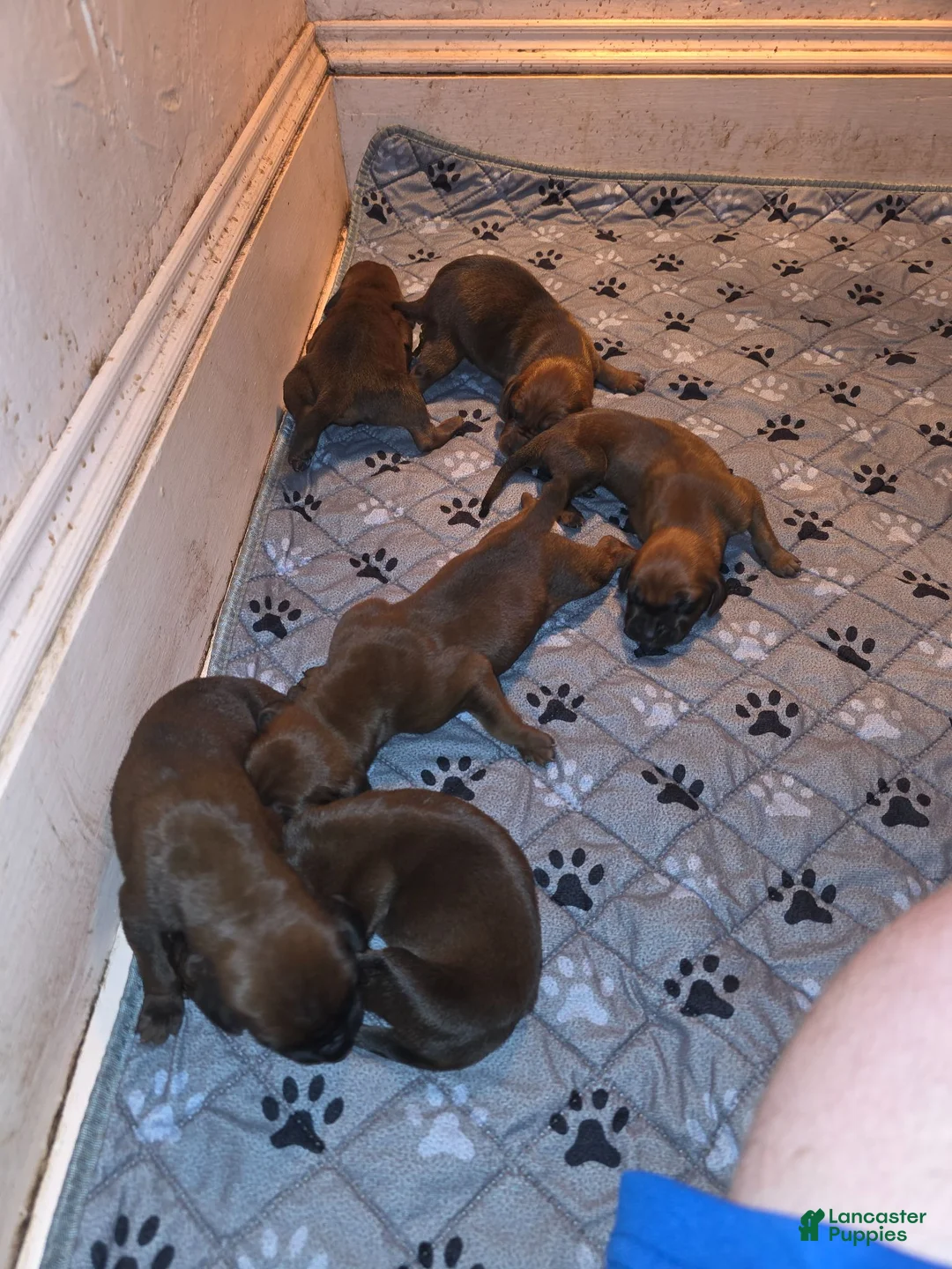 Redbone Coonhound dogs for sale: Redbone Coonhound 11 - Ad 1