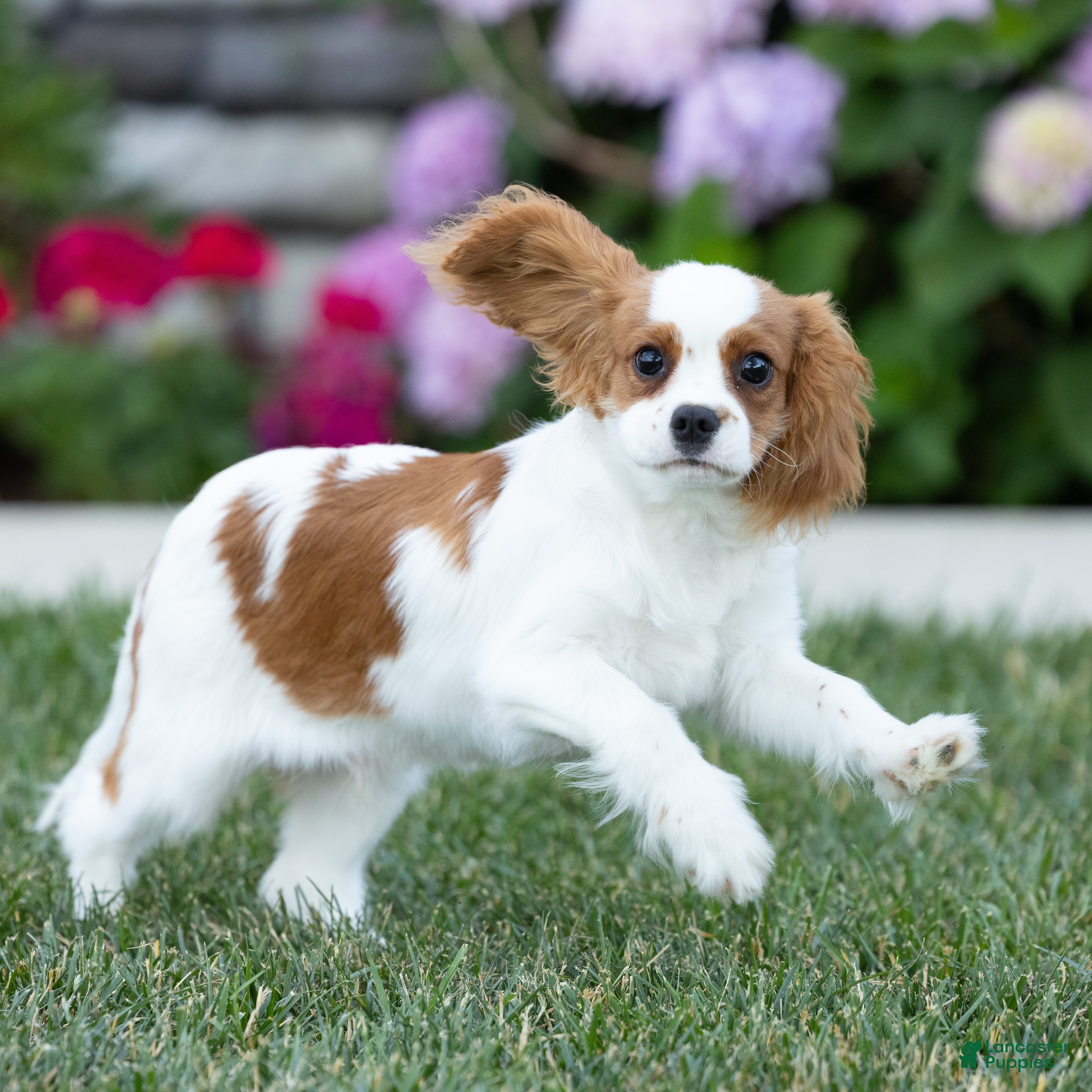 Cavalier King Charles Spaniel dogs Oliver - Ad 2