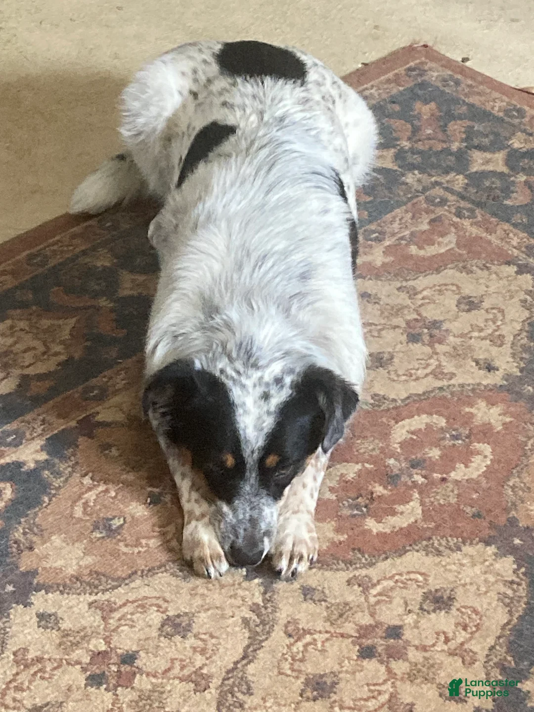 Mini Aussiedoodle dogs for sale: Miniature Aussiedoodle Cloe - Ad 7