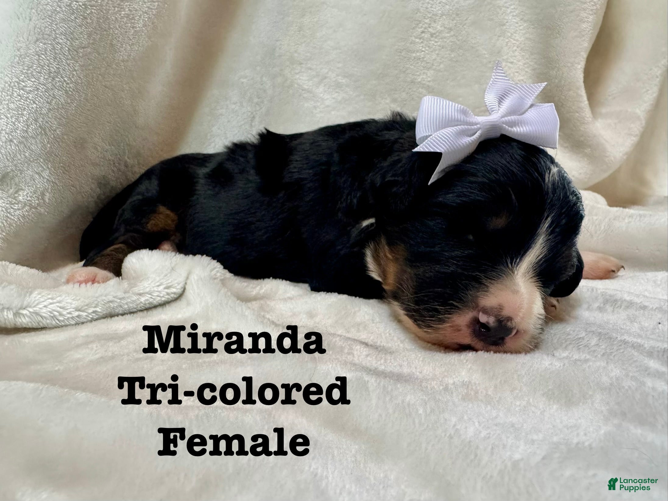 Bernedoodle dogs Miranda - Ad 15