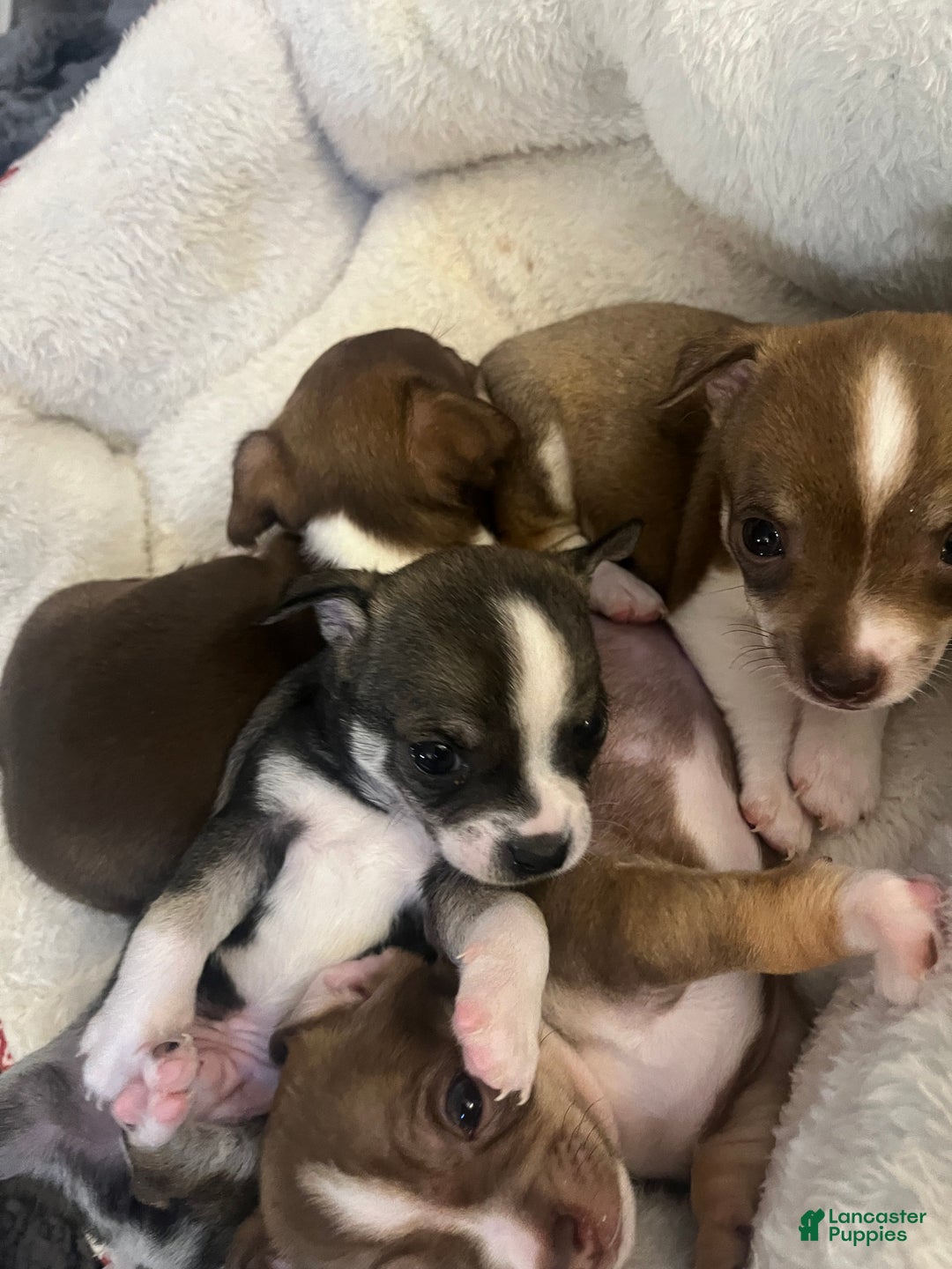 Chihuahua dogs for sale: Chihuahua Puppy 4 - Ad 3