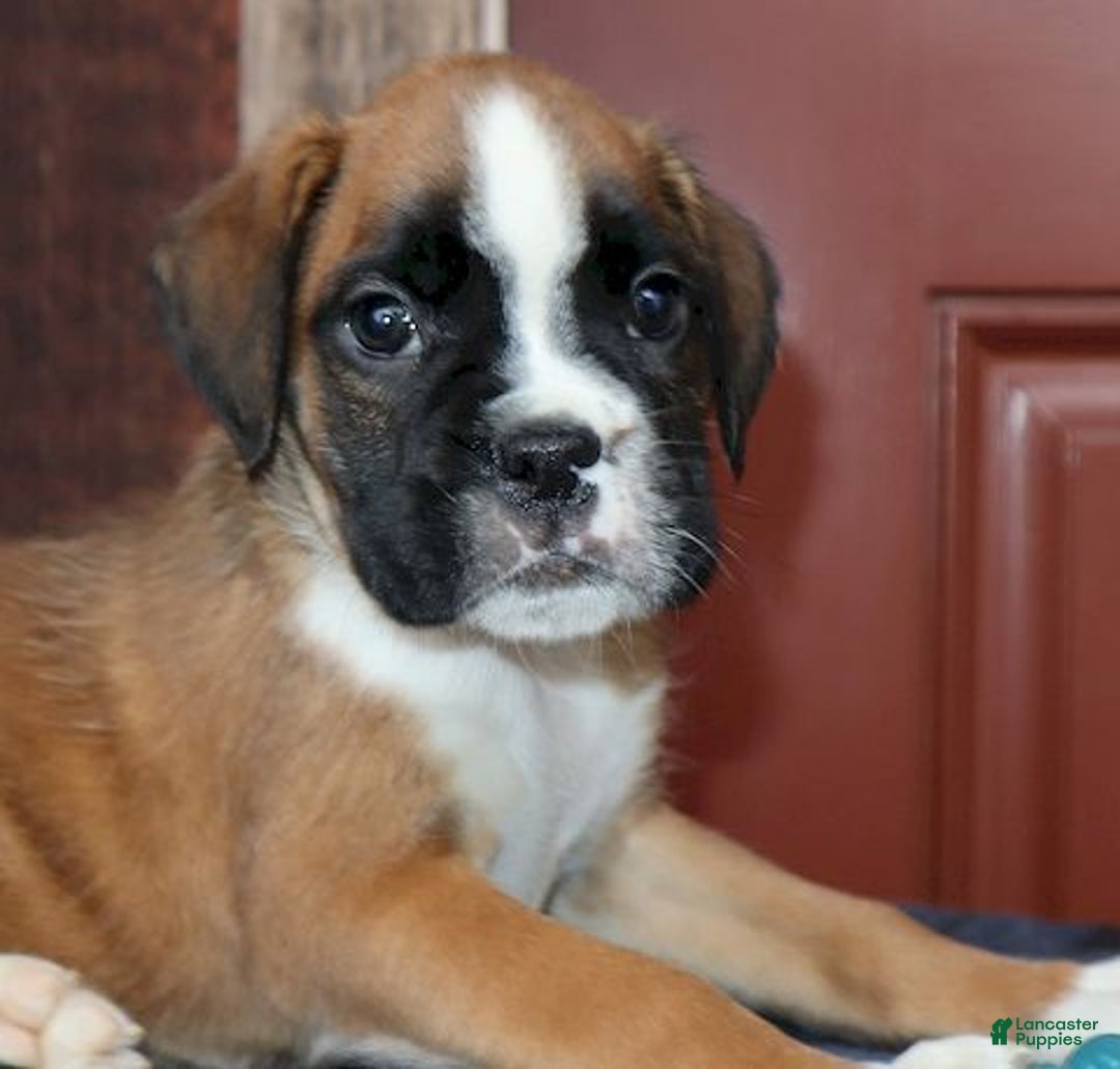 Boxer dogs for sale: Hunter - Champ lines - Ad 2