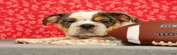 Beabull dogs for sale: Zeus - Ad 4