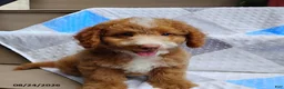 Mini Goldendoodle dogs for sale: Reddie Boy - Ad 3