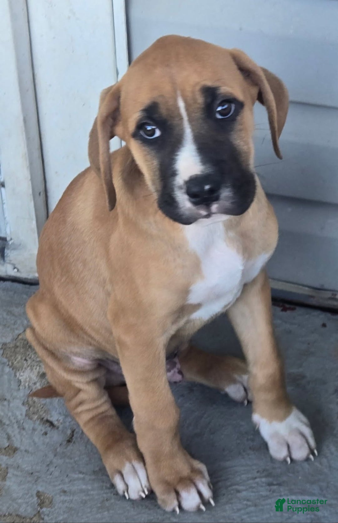 Breed Boxer Mastiff Mix Puppies Dog Breed Boxer Puppies For
