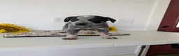 Australian Cattle Dog dogs for sale: Stella  - Ad 10