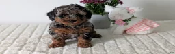 Toy Poodle dogs for sale: Zion - Ad 7
