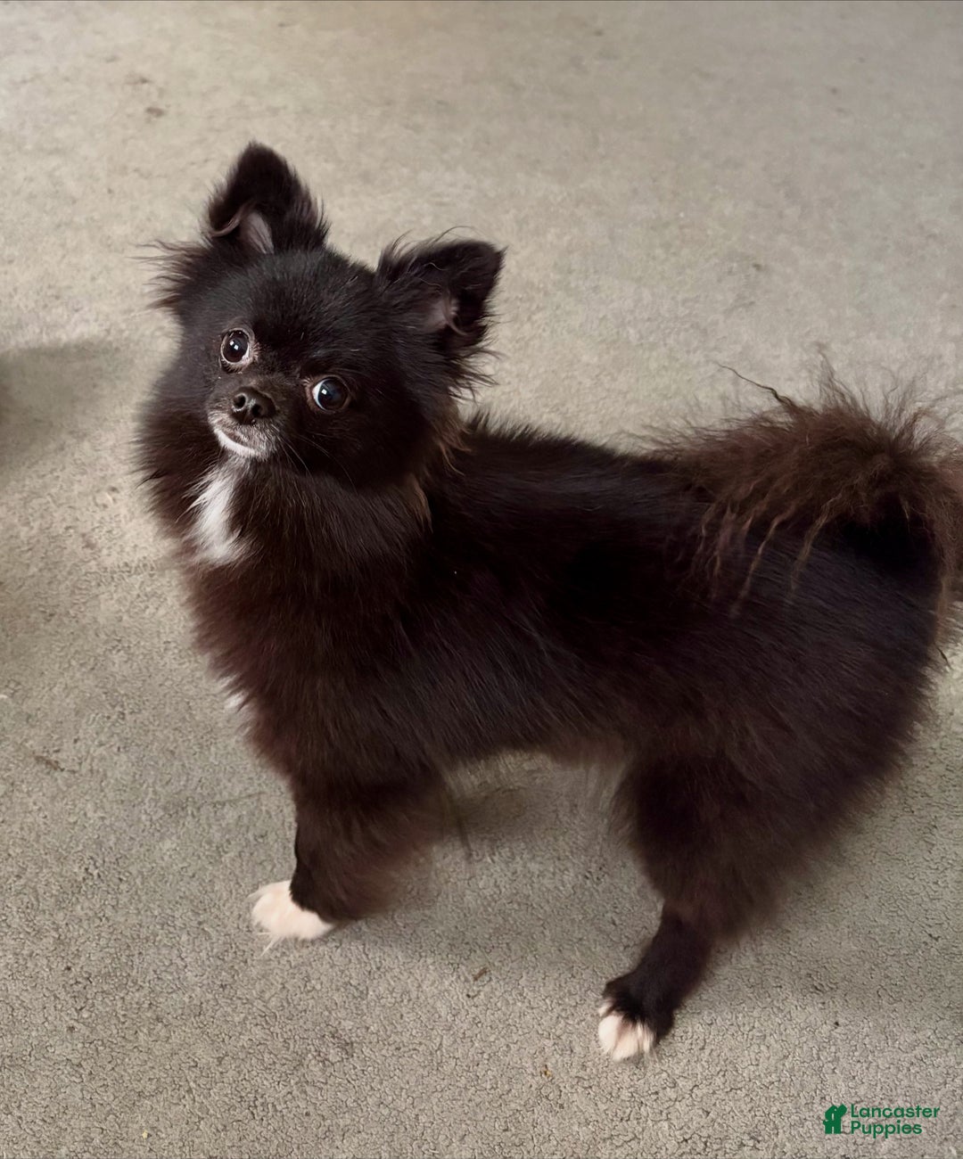 Pomeranian dogs for sale: Onyx - Ad 7