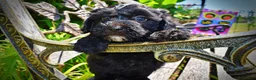 Havapoo dogs for sale: Isabella - Ad 4