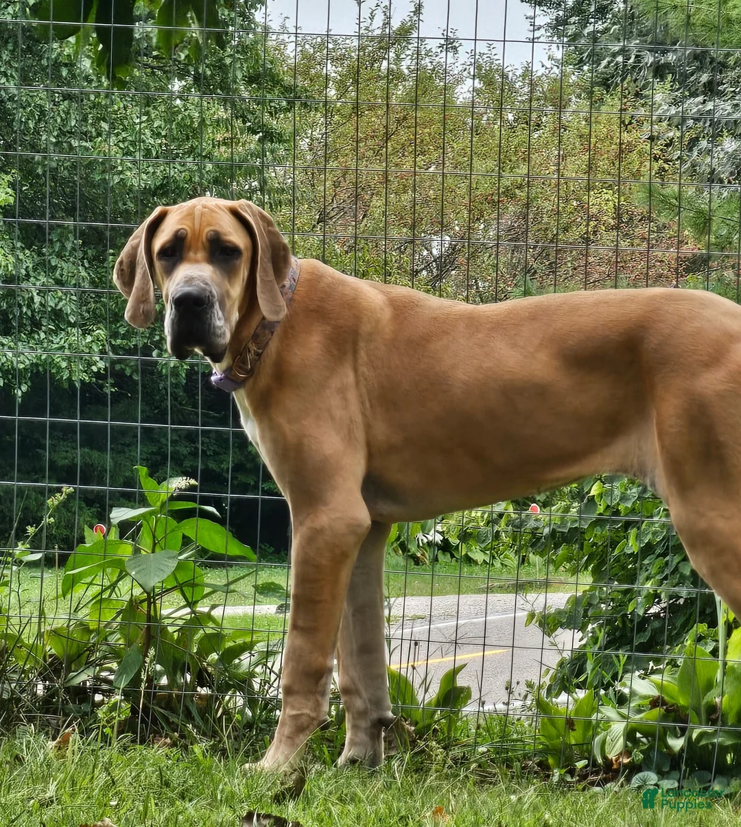 Great Dane dogs for sale: Fawnequin Female  - Ad 4