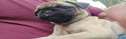 Pug dogs for sale: Bo - Ad 12
