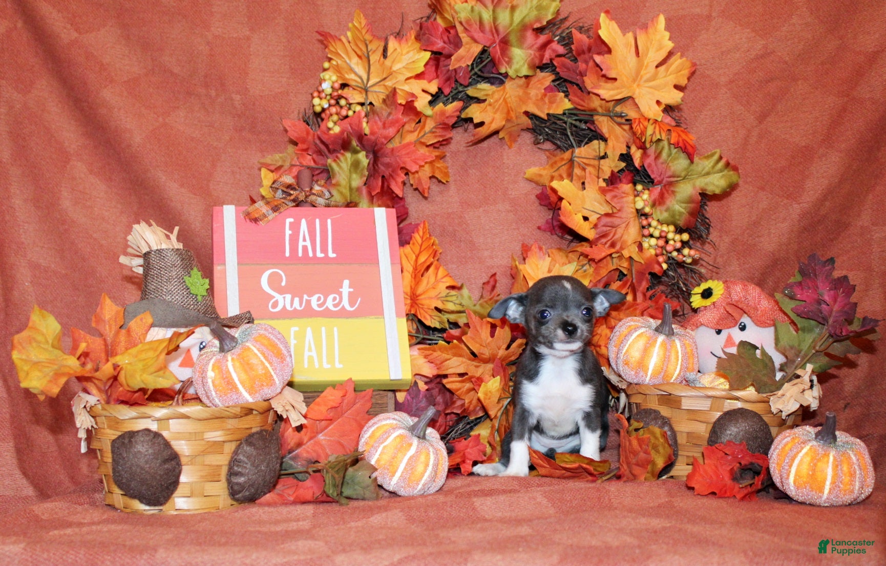 Chihuahua dogs Pixie - Ad 11