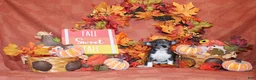 Chihuahua dogs for sale: Pixie - Ad 1