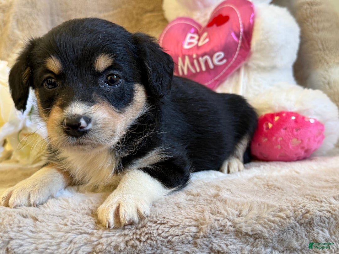 Mixed Breed dogs for sale: Candy - Ad 2