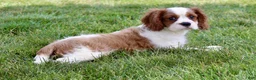 Cavalier King Charles Spaniel dogs for sale: Ryder - Ad 7