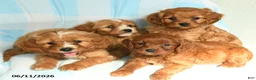 Cavapoo dogs for sale: Junior - Ad 3