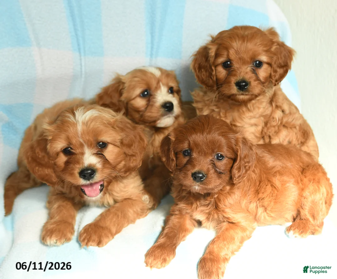 Cavapoo dogs for sale: Junior - Ad 3
