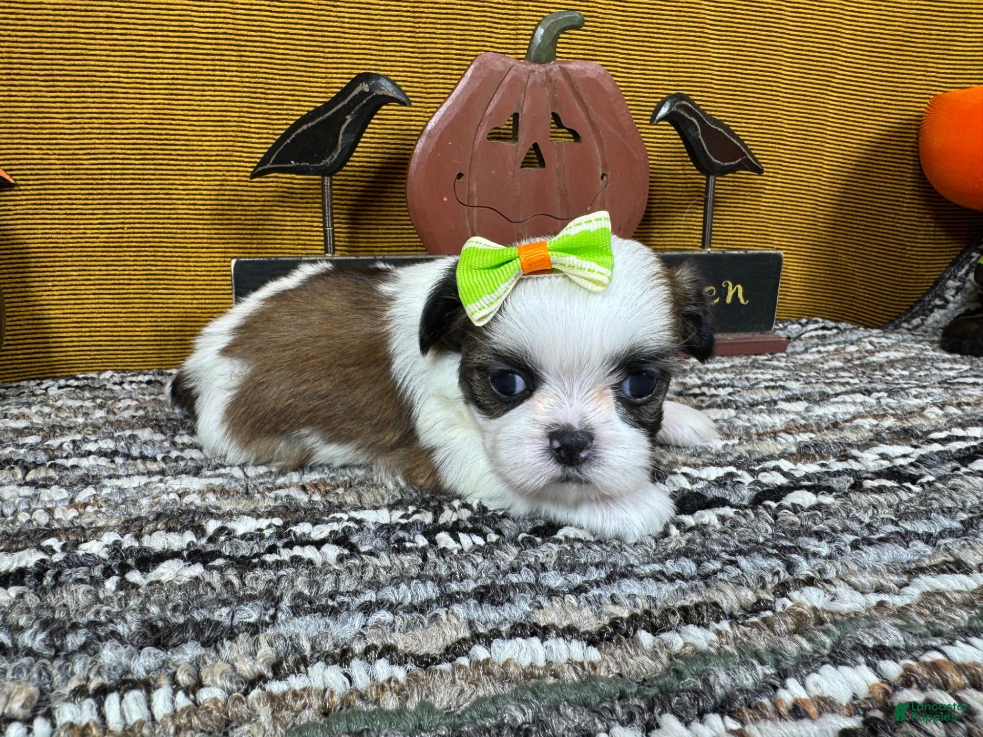 Shih Tzu dogs Shih Tzu 2 - Ad 12