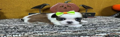 Shih Tzu 2