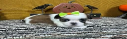 Shih Tzu dogs for sale: Shih Tzu 2 - Ad 1