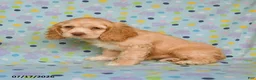 English Cocker Spaniel dogs for sale: Layla - Ad 3