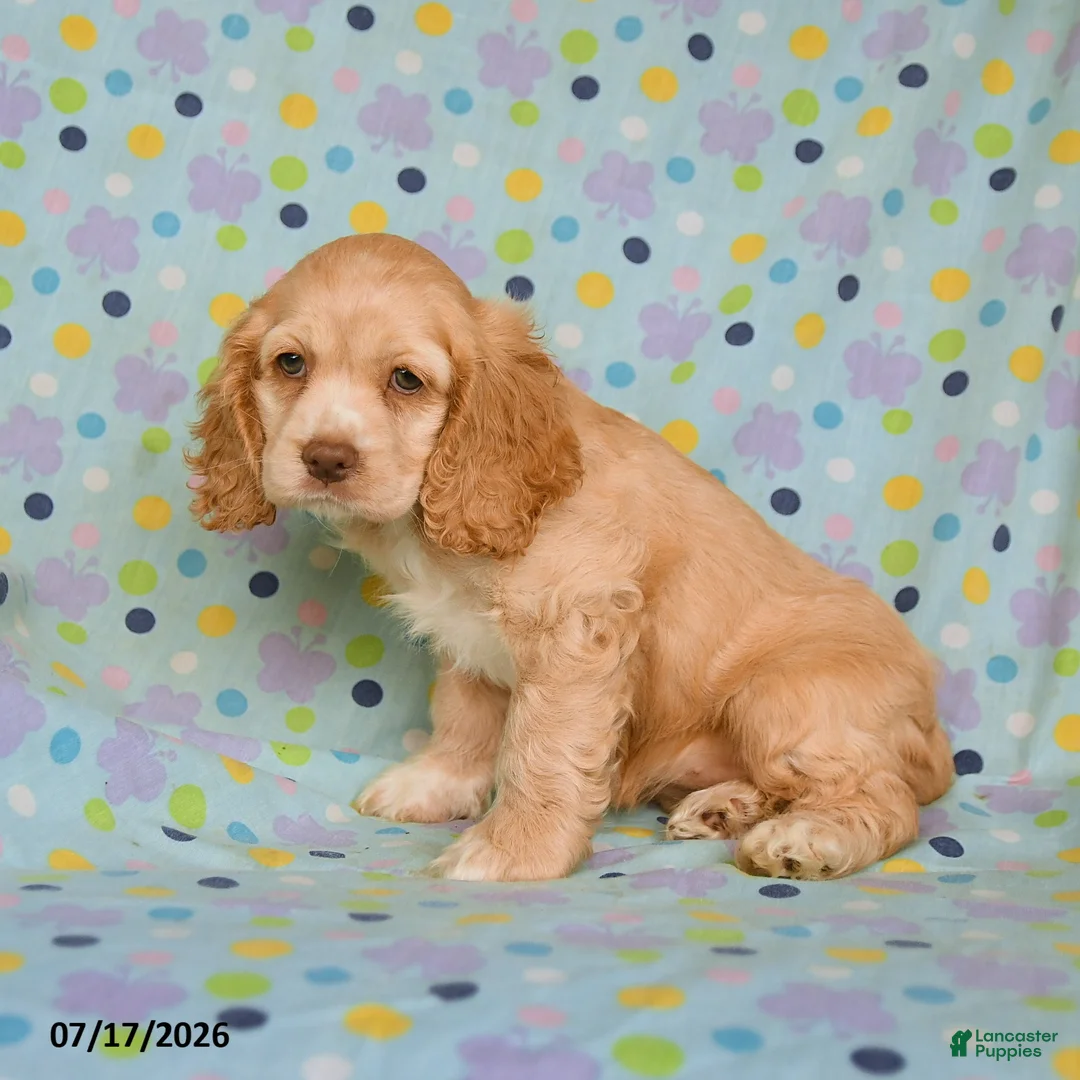 English Cocker Spaniel dogs for sale: Layla - Ad 3