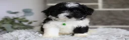 Maltipoo dogs for sale: Rocco  - Ad 5