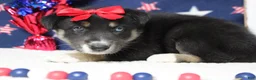Mixed Breed dogs for sale: Dahlia  - Ad 6