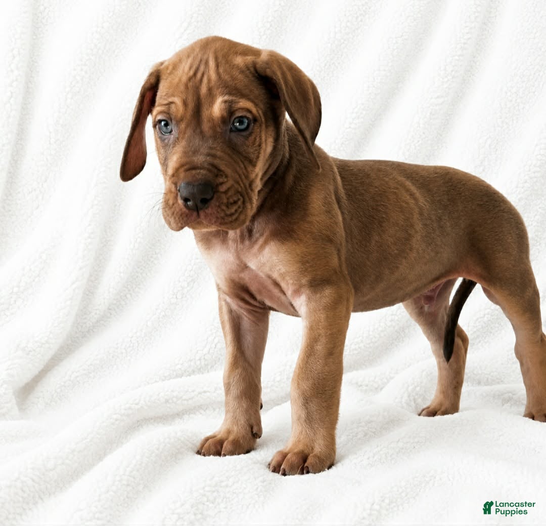 Great Dane dogs Takara  - Ad 15