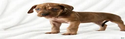 Great Dane dogs for sale: Takara  - Ad 1