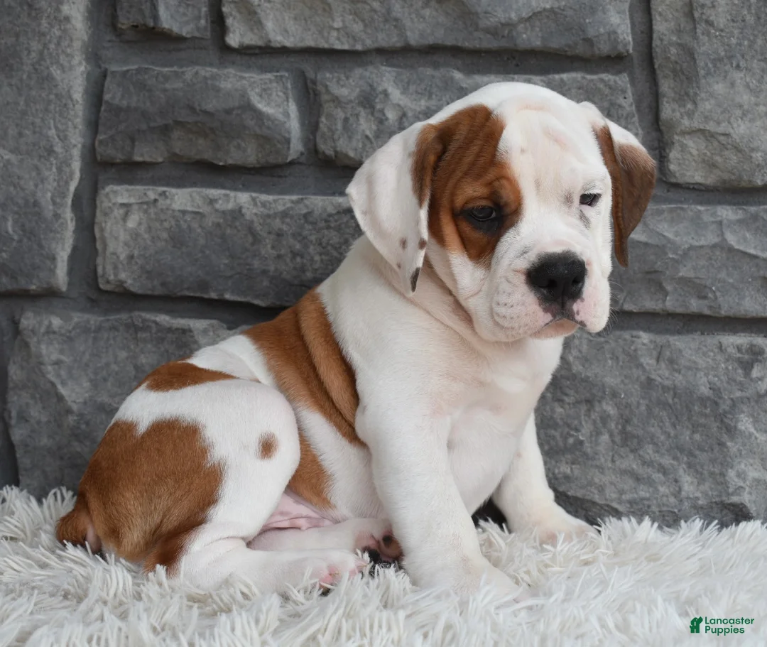Beabull dogs for sale: Murphy  - Ad 5
