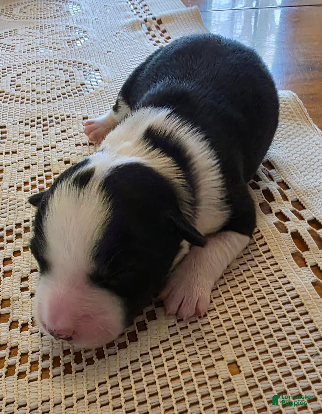 Border Collie dogs for sale: Border Collie Puppy 1 - Ad 5