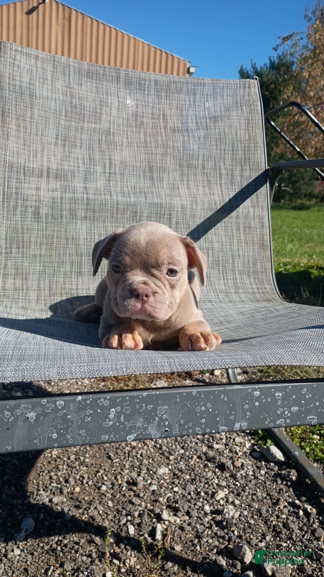 French Bulldog dogs for sale: French Bulldog 2 - Ad 1