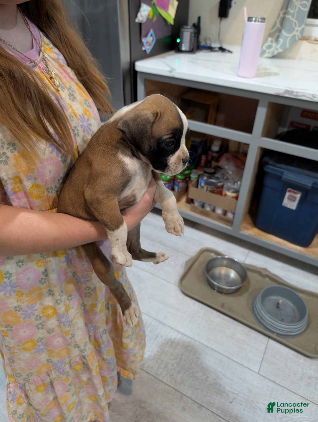 Boxer dogs for sale: Pearl - Ad 2