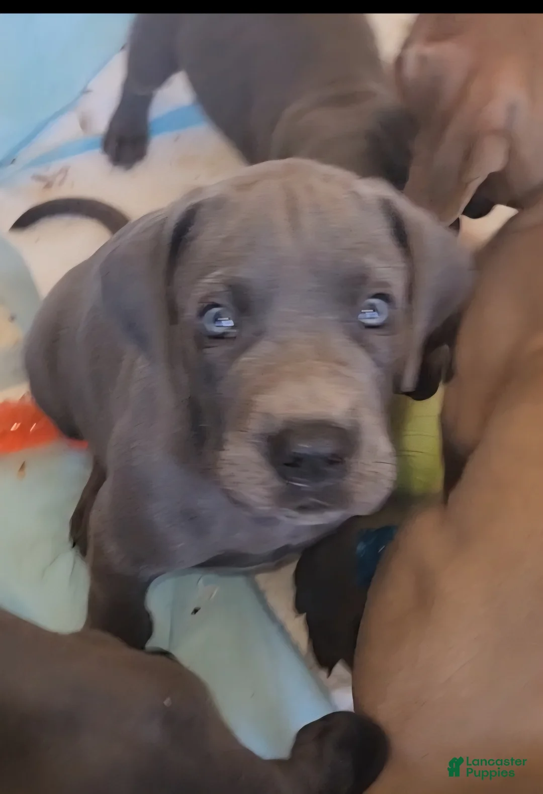 Great Dane dogs for sale: Great Dane Puppy 1 - Ad 2