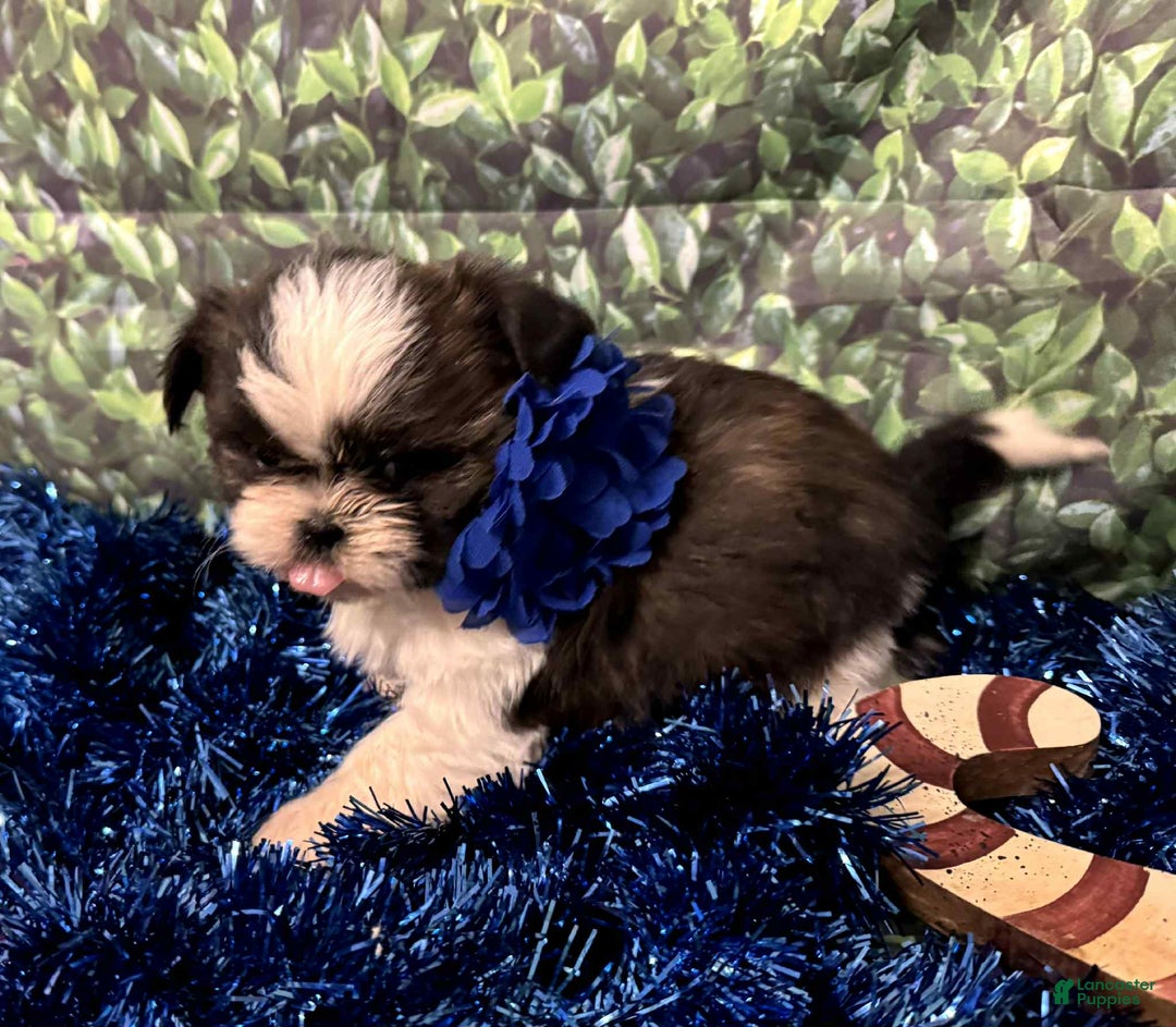 Shih Tzu dogs for sale: Aurora - Ad 1