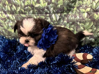 Shih Tzu dogs Aurora - Ad 29