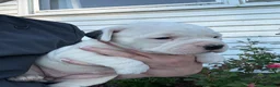 American Bulldog dogs for sale: Misty - Ad 5