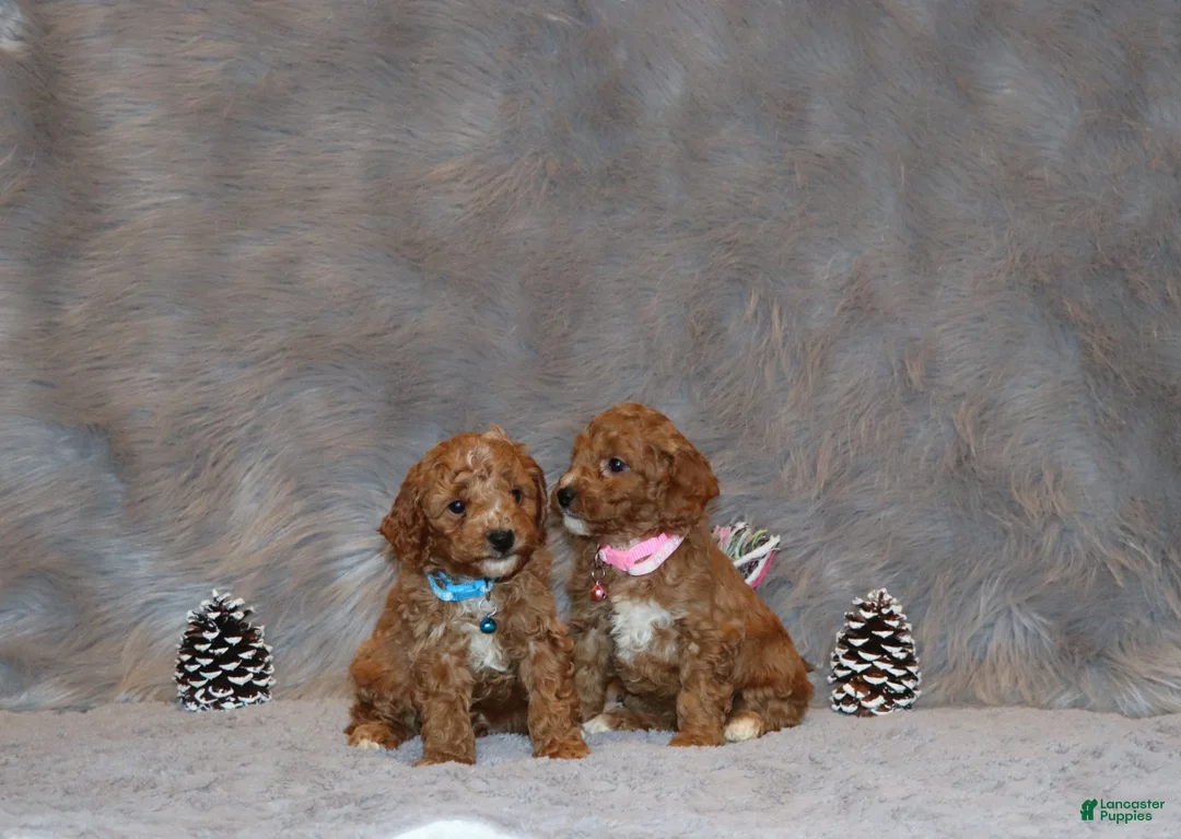 Mini Goldendoodle dogs for sale: Thomas 💙 Micro Miniature - Ad 34