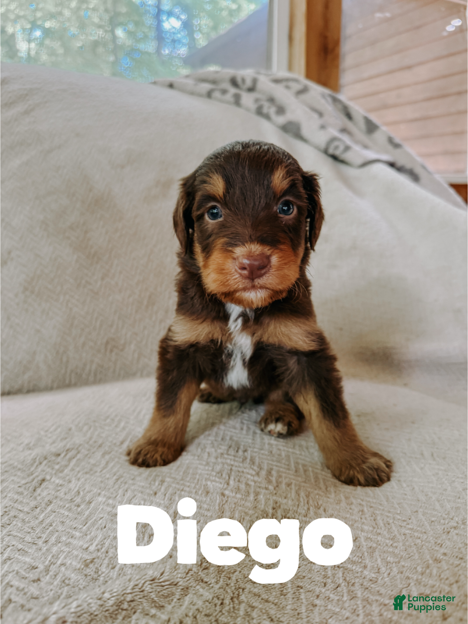 Aussiedoodle dogs Diego  - Ad 15