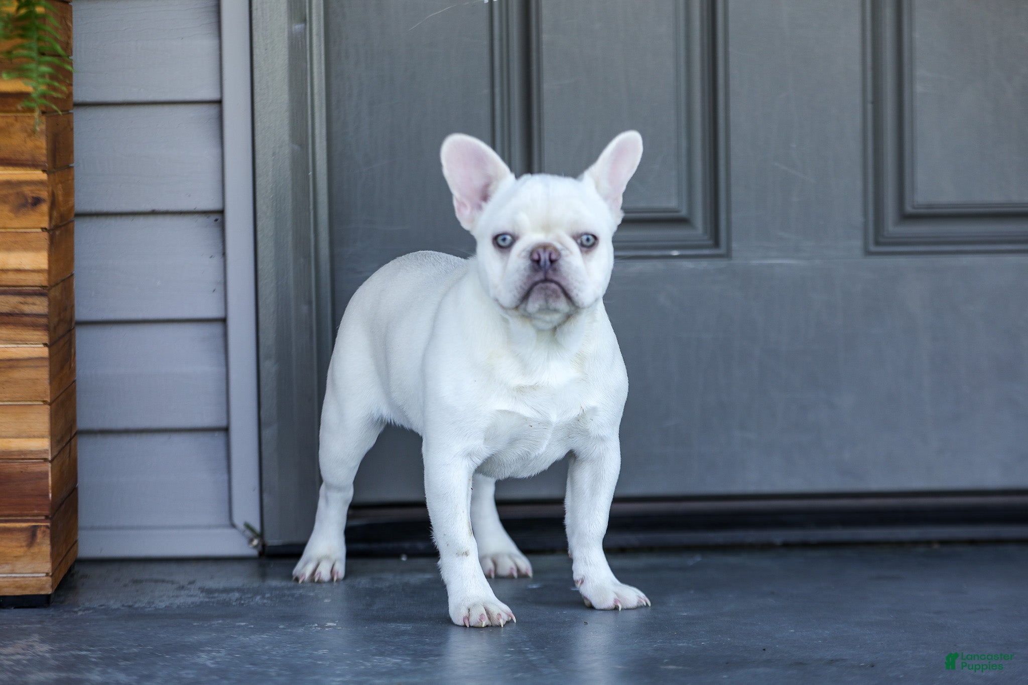 French Bulldog dogs Dora - Ad 1