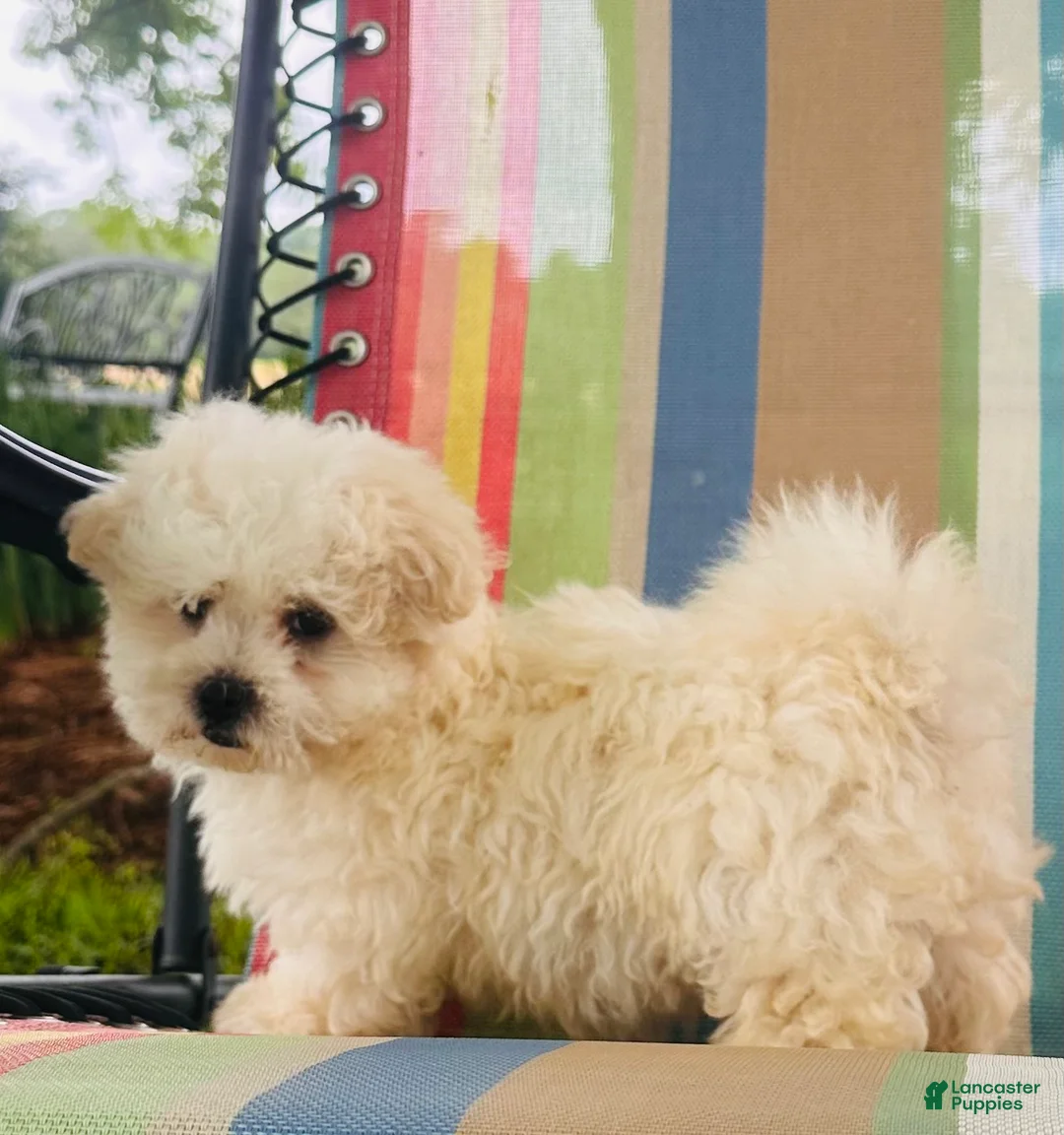 Maltese dogs for sale: Boy 3 - Ad 1