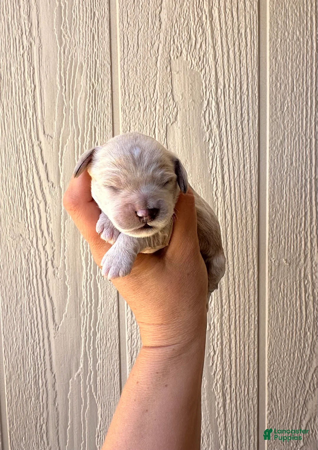 Cockapoo dogs for sale: Honey - Toy Cockapoo - Ad 2