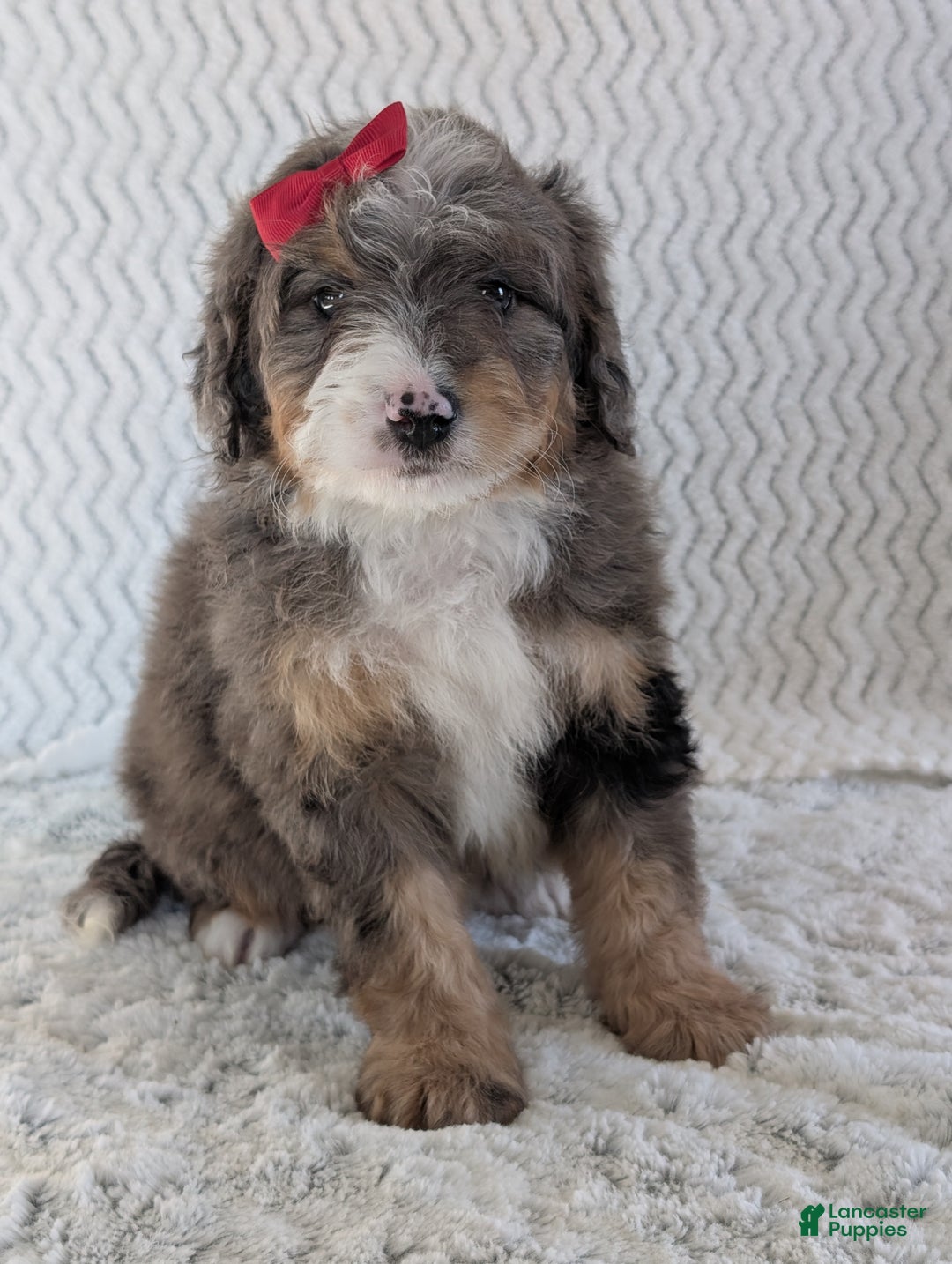 Mini Bernedoodle dogs for sale: Mini Banks  - Ad 11