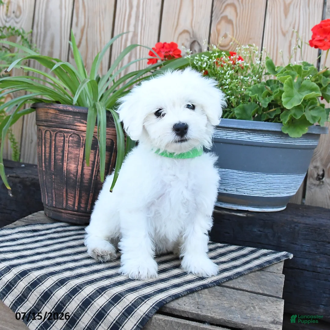 Mixed Breed dogs for sale: Everett - Ad 1